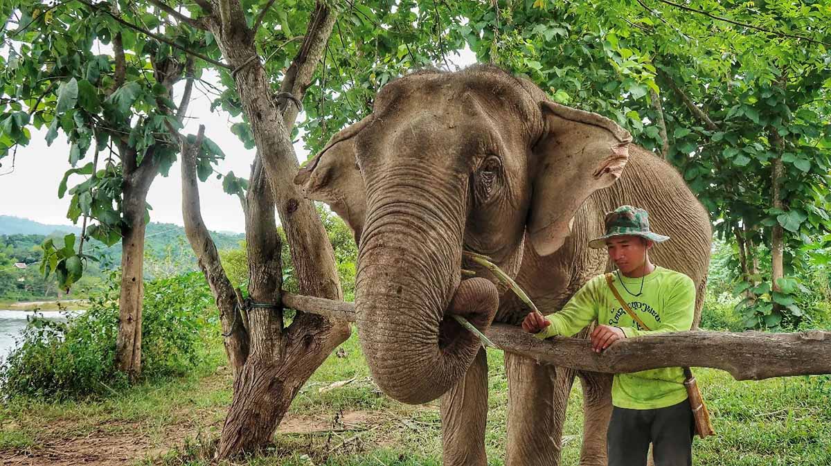 Elephant Village Sanctuary in laos